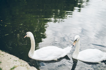 two beautiful swan in lakeの写真素材