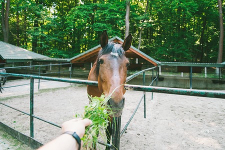 man feeds horse, first person viewの写真素材