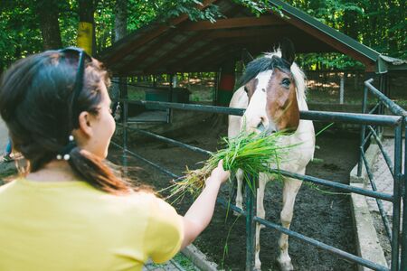 young woman feeds horse on the farmの写真素材
