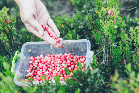 Picking lingonberry. Woman gathering wild berries.の写真素材