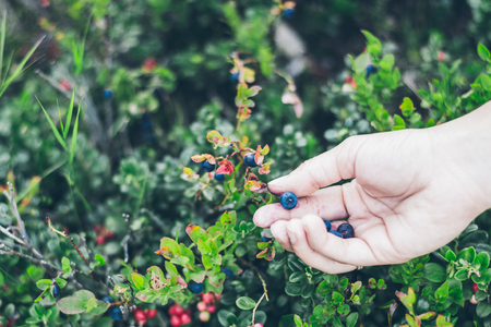 Picking lingonberry. Woman gathering wild berries.の写真素材