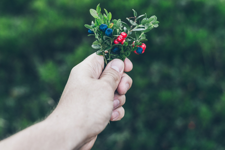 Picking lingonberry. Woman gathering wild berries.の写真素材