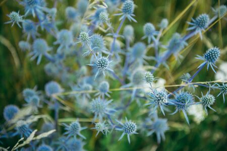top view of flower fieldの写真素材