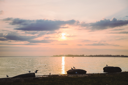 Gulls on the beach at sunriseの写真素材