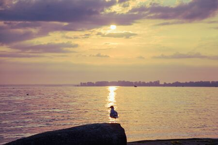 Gulls on the beach at sunriseの写真素材