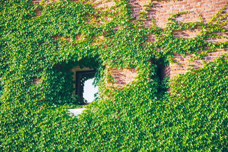 Old window surrounded by creeping ivy plantsの写真素材
