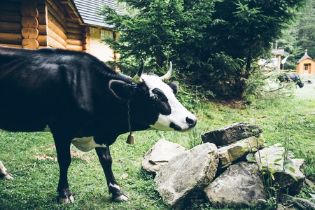 close up photo of cow with bellの写真素材