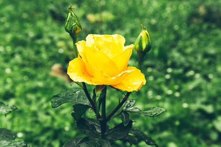 fresh yellow roses in green gardenの写真素材