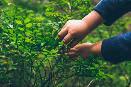 Little kid eat blueberry in the forestの写真素材