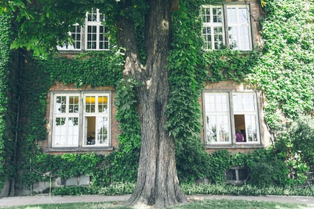 Beautiful window in a wall overgrown by thick green ivyの写真素材