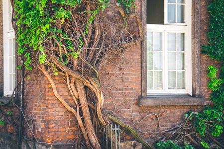 Beautiful window in a wall overgrown by thick green ivyの写真素材