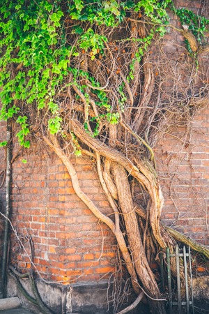 Beautiful window in a wall overgrown by thick green ivyの写真素材