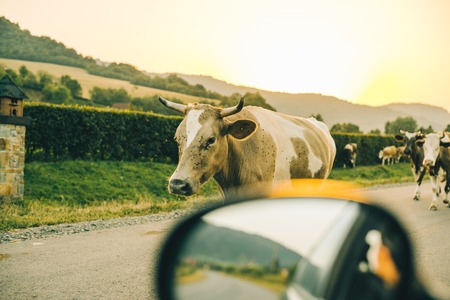 cows on the road on sunset