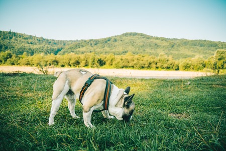French Bulldog playing on green grassの写真素材