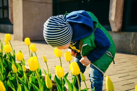 Toddler boy smelling tulip in the garden at the spring dayの写真素材