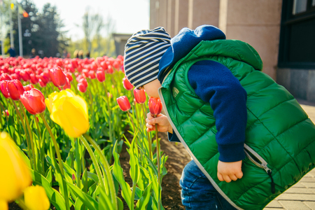 Toddler boy smelling tulip in the garden at the spring dayの写真素材