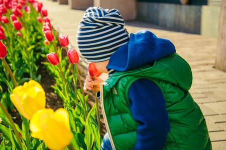 Toddler boy smelling tulip in the garden at the spring dayの写真素材