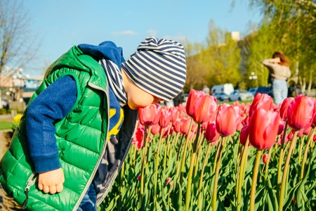 Toddler boy smelling tulip in the garden at the spring dayの写真素材