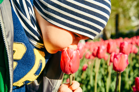 Toddler boy smelling tulip in the garden at the spring dayの写真素材