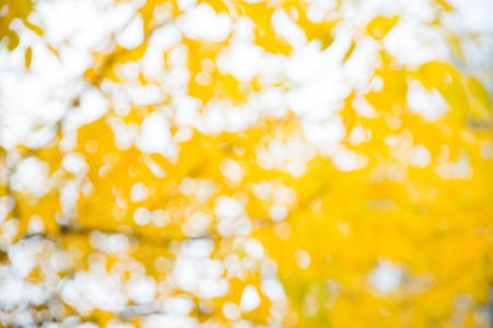 Autumn bokeh leaf blurred backgroundの写真素材