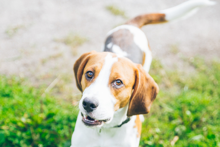 beagle dog playing outssideの写真素材
