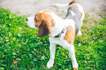 beagle dog playing outssideの写真素材