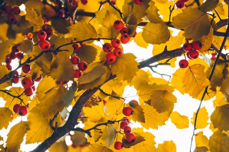 Red berries on the treeの写真素材