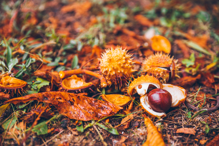 horse chestnut buckeye conker outside in the woodの写真素材