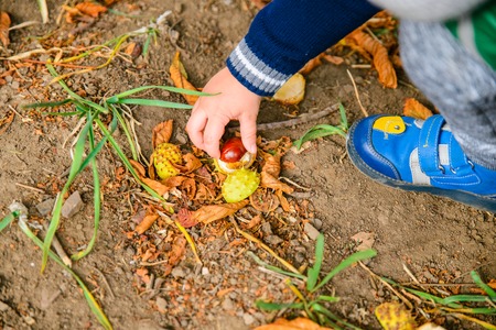 little boy play with chestnuts in autumn dayの写真素材