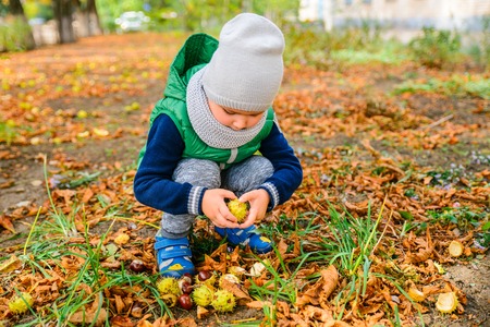 little boy play with chestnuts in autumn dayの写真素材