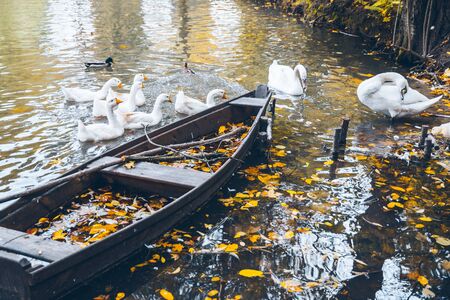 swan sweem in the lake in autumn dayの写真素材