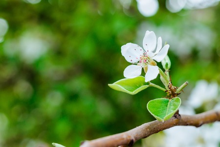blooming white pear flowers close up in spring dayの写真素材