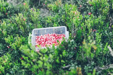 Lingonberry in lunch box. gathering berries in woodsの写真素材
