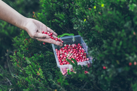 Lingonberry in lunch box. gathering berries in woodsの写真素材
