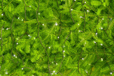 green fir-tree texture close up with garland. design conceptの写真素材