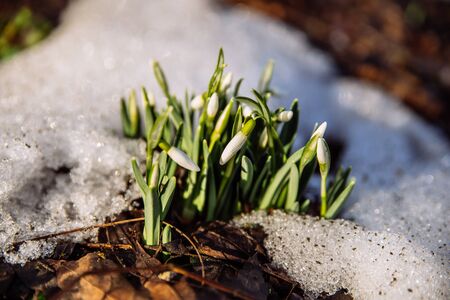snowdrop close up in snow. spring is coming. copy spaceの写真素材