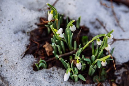 snowdrop close up in snow. spring is coming. copy spaceの写真素材