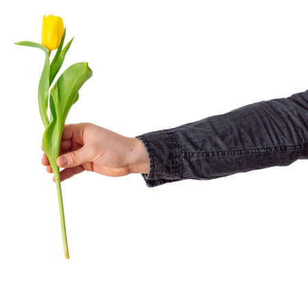man's hand hold one yellow tulip. love symbol. isolatedの写真素材