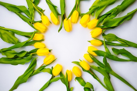 tulips overhead on white background in heart shape. copy spaceの写真素材
