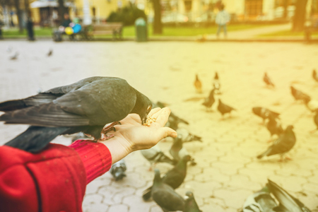 first-person view. doves eat seed from person handの写真素材
