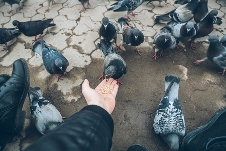 first-person view. doves eat seed from person handの写真素材