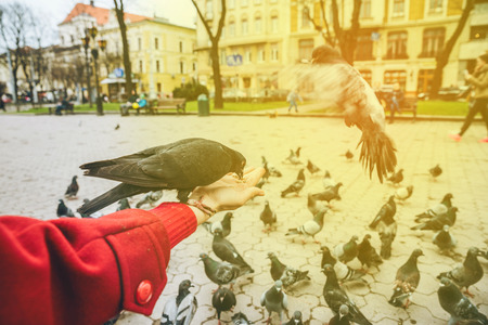 first-person view. doves eat seed from person handの写真素材