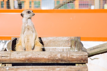 little surakat sitting in funny pose. zoo lifeの写真素材
