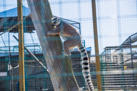 lemur at zoo. life in custody