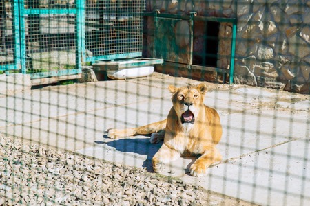 Lion in zoo cage. life in custodyの写真素材