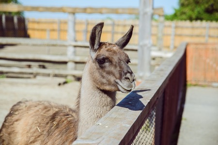 Llama at zoo close up. sunny dayの写真素材