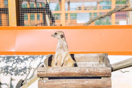 little surakat sitting in funny pose. zoo lifeの写真素材
