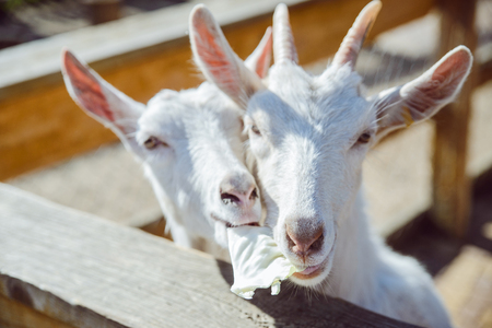 goat close up. zoo life. farmingの写真素材