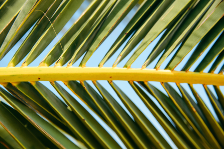 summer time concept. palm leaves close up