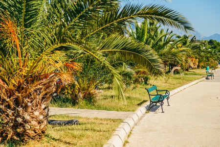 embankment with palms in montenegro. summer timeの写真素材
